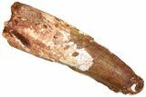 Fossil Spinosaurus Tooth - Real Dinosaur Tooth #294001-1